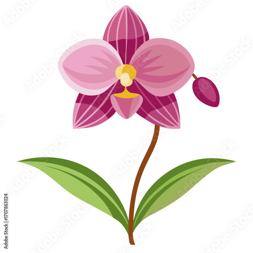 Orchid flower vector on white background