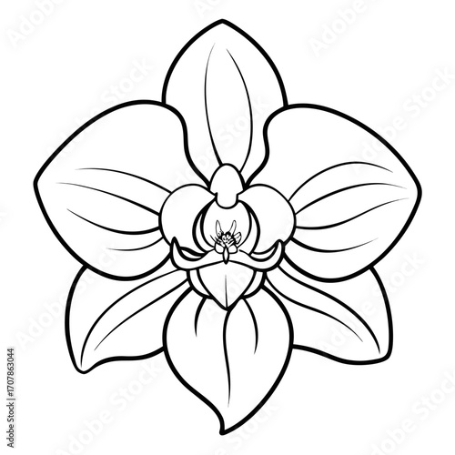 orchid flower vector illustration