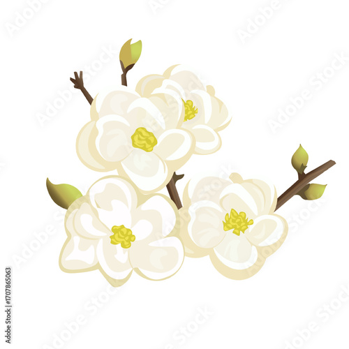 Elegant White Floral Branch Illustration. Delicate Magnolia Flowers Isolated on White