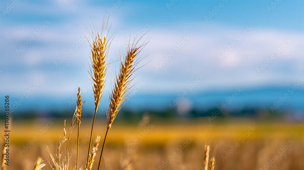 Fototapeta premium 夏の畑に立つトウモロコシの穂