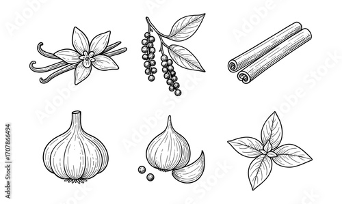 Set of hand-drawn spice outlines: vanilla, pepper, cinnamon, garlic, and basil for culinary art and design