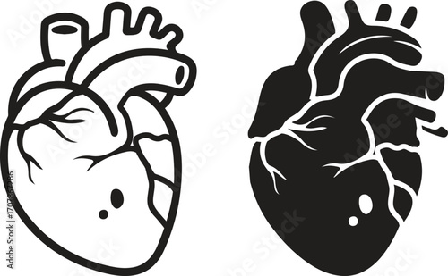 Human heart and Blood flow