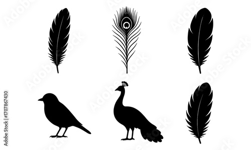 Colorful digital feather and bird silhouettes for modern design projects