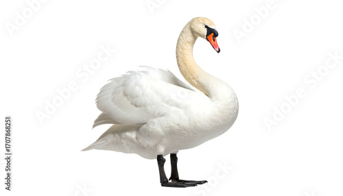 Elegant swan gracefully poses showcasing pristine white feathers and beauty.
