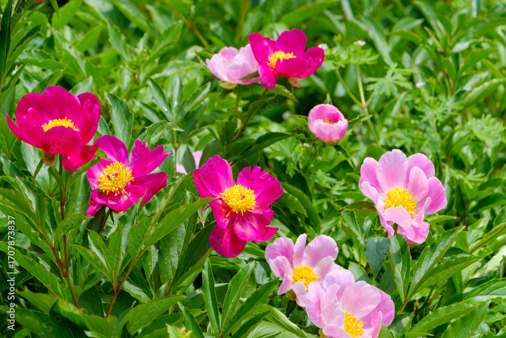 Obraz premium 鮮やかなピンク色の牡丹の花が咲く春の庭