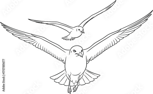 Two seagulls in graceful flight, wings spread wide against an open sky.