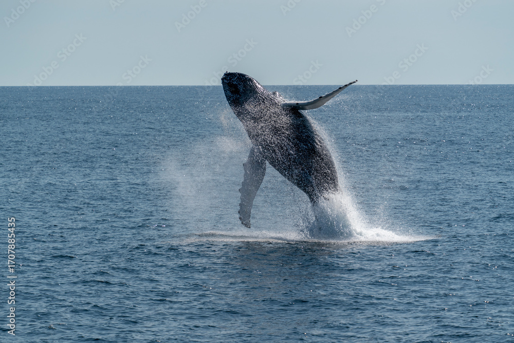 Fototapeta premium Humpback whale breaching in the Gulf of Maine