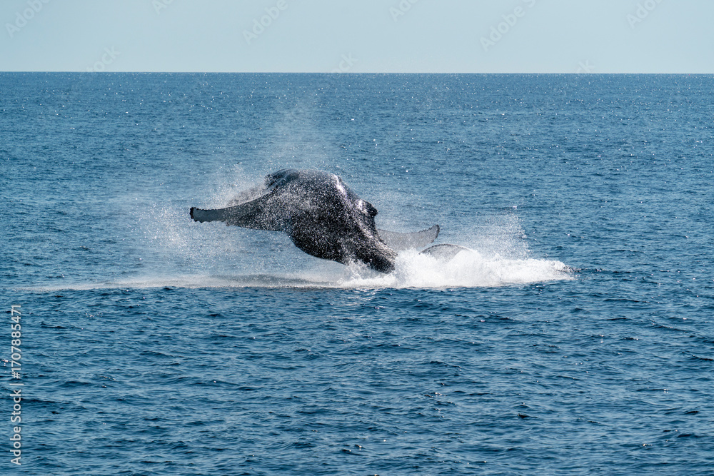 Fototapeta premium Humpback whale breaching in the Gulf of Maine