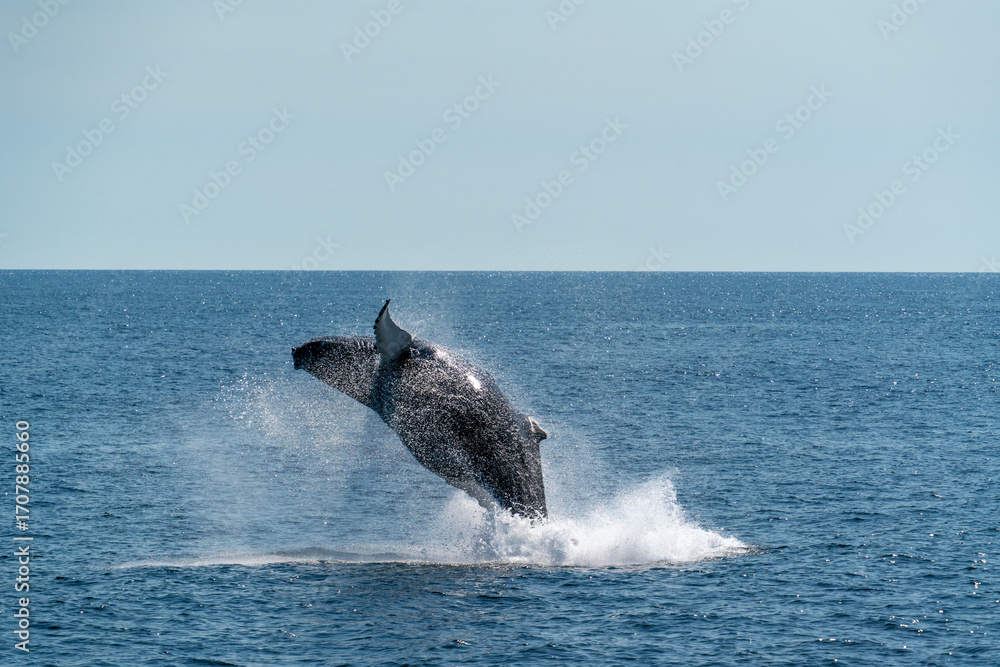 Fototapeta premium Humpback whale breaching in the Gulf of Maine