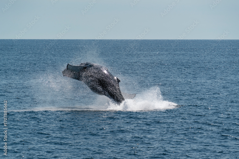 Fototapeta premium Humpback whale breaching in the Gulf of Maine