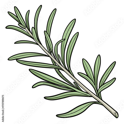 Fresh rosemary herb sprig illustration