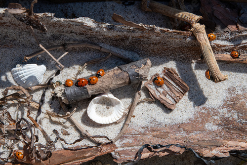 ladybirds on a piece of wood with shells