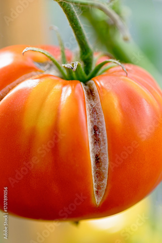 Принти на полотні large orange heirloom tomato with cracking on vine, beefsteak variety closeup