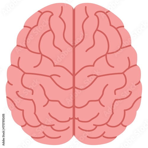 Pink human brain with detailed folds, neurological organ illustration ideal for science or education themes.