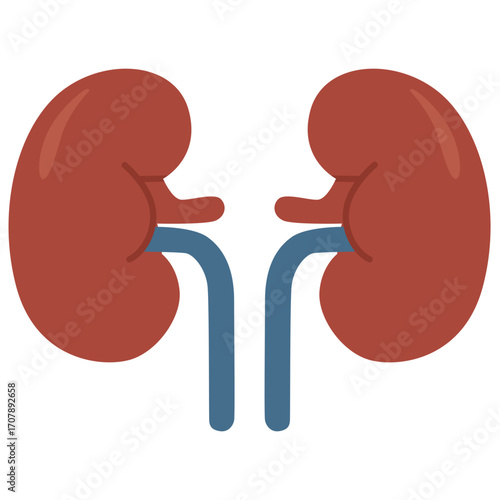 Pair of red kidneys with ureters, urinary system illustration ideal for medical or biology designs.