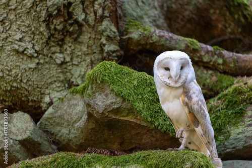 Barn owl is posing in the forest. Horizontally. 