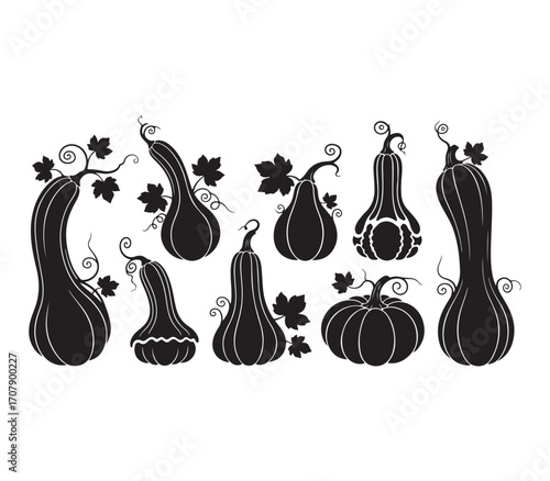 Diverse gourds and pumpkins collection autumn harvest seasonal decoration elements