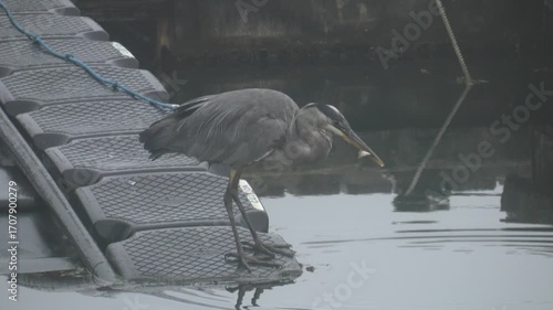Great Blue Heron searches for food in the early morning around Newport, Oregon