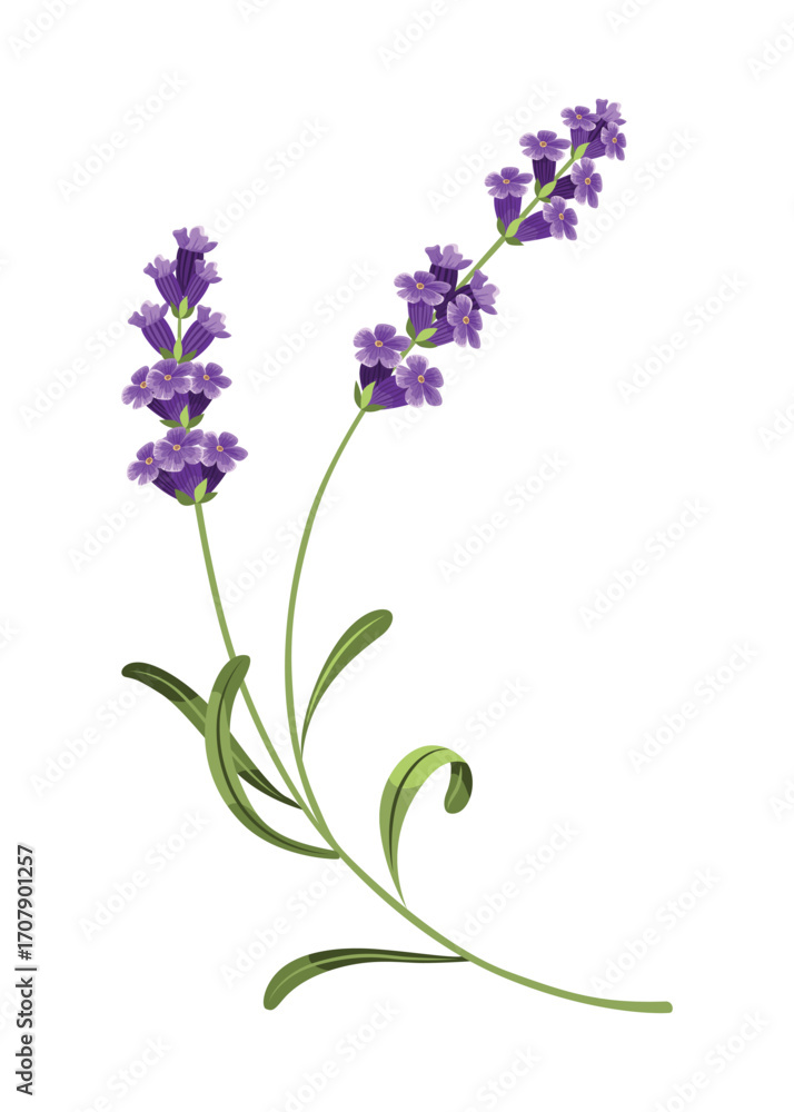 Naklejka premium Lavender. Vector illustration of lavender, Provence flowers on a white background. Element from lavender flowers