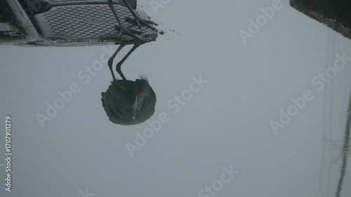 Great Blue Heron searches for food in the early morning around Newport, Oregon