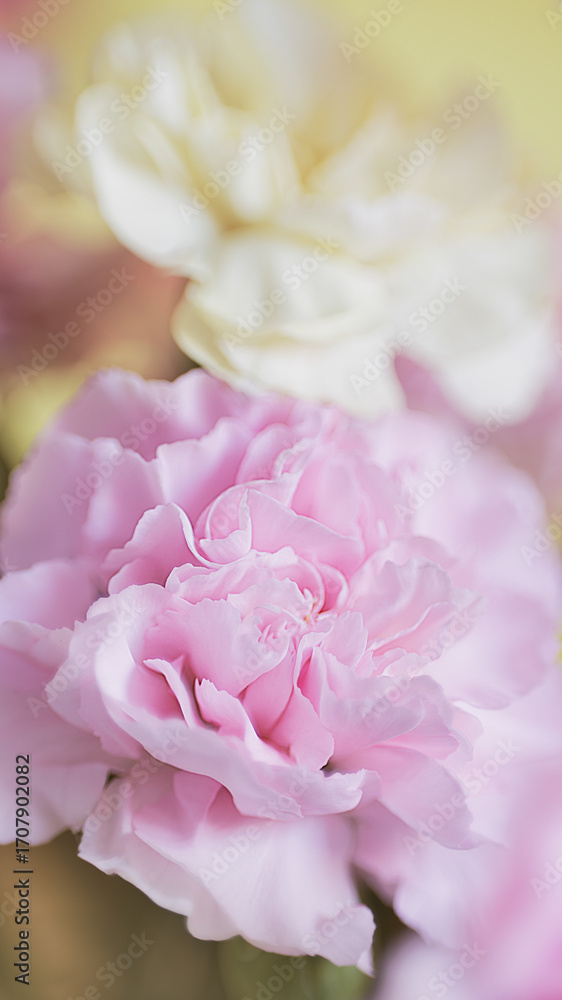 Macro view of pink and yellow carnation flower. Macro view of pink and yellow carnation flower.