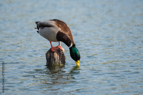 A duck is drinking water from a log