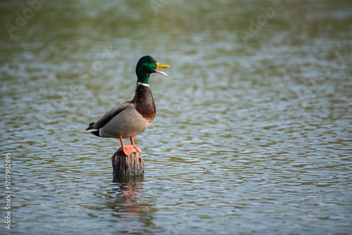 A duck is standing on a log in a body of water. The duck is looking to its right
