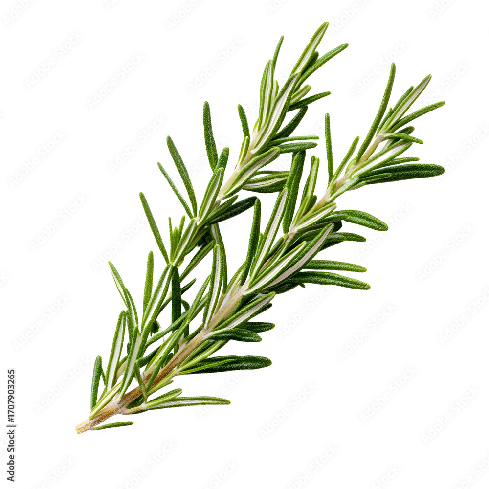 Fototapeta premium Fresh Rosemary Herb Sprig Isolated on White Background for Culinary Design