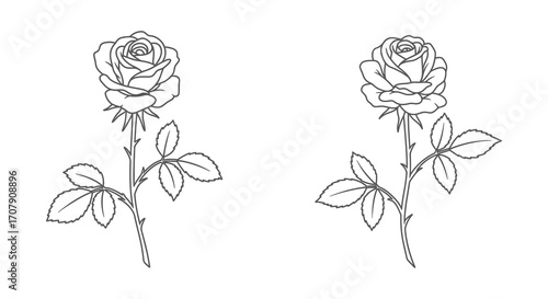 two elegant roses with detailed petals and leaves