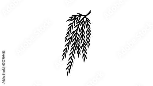 Weeping willow branch with transparent background