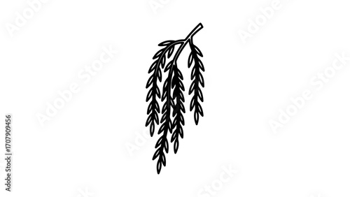 Weeping willow branch with transparent background
