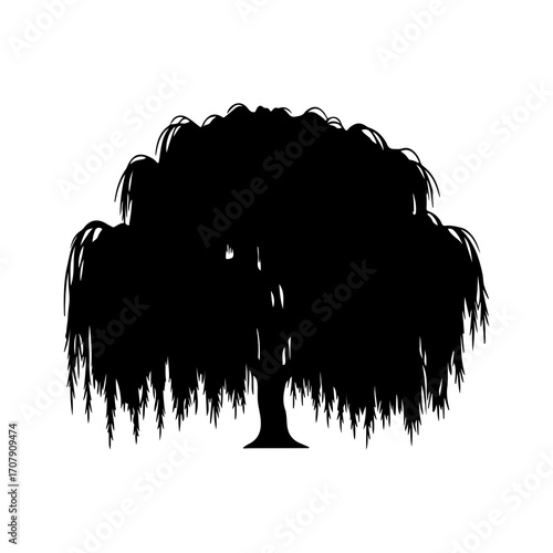 Weeping willow tree with transparent background