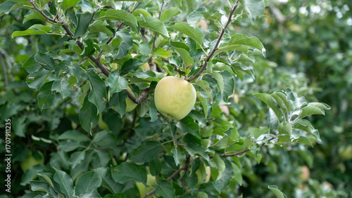 Green Apples with Lush Green Leaves
