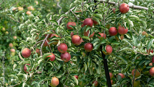 Ripe Apples Before Harvest