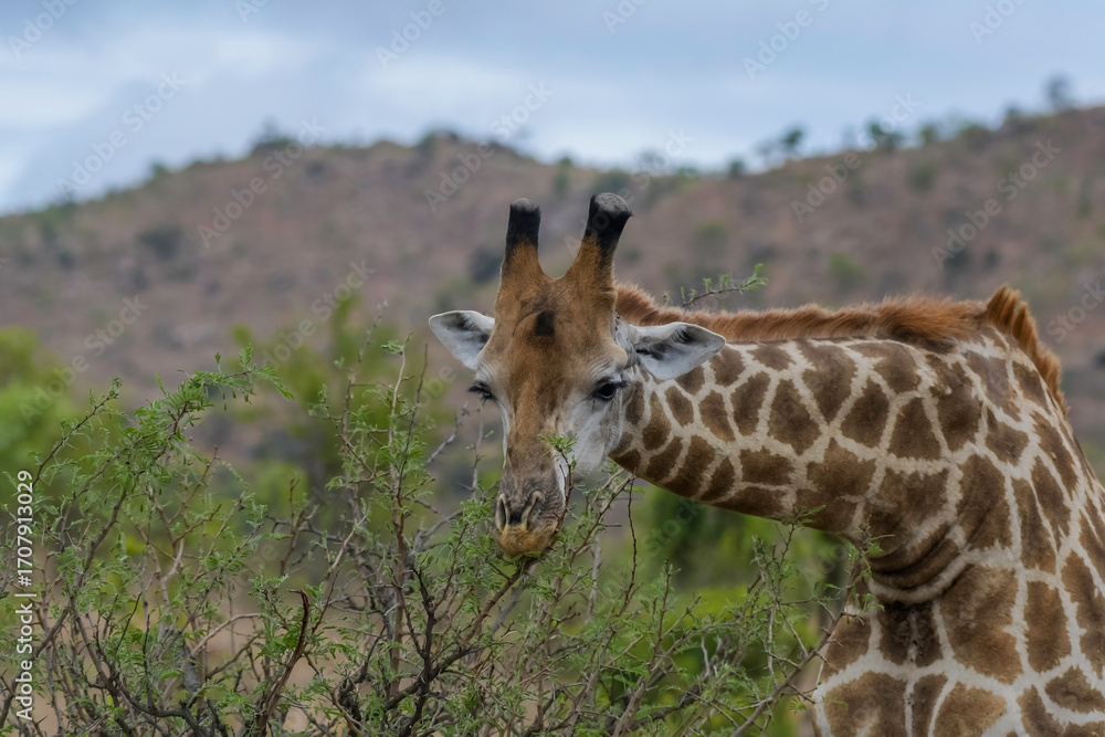 Obraz premium Kruger national park is a dreamy and authentic safari experience in South Africa