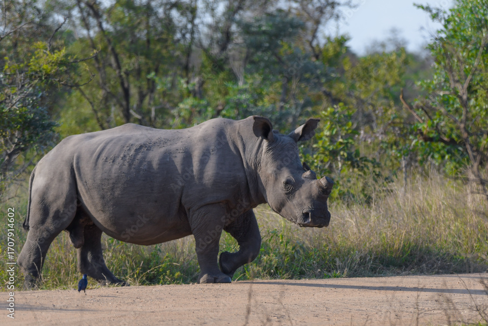Fototapeta premium White Rhino in Kruger national park