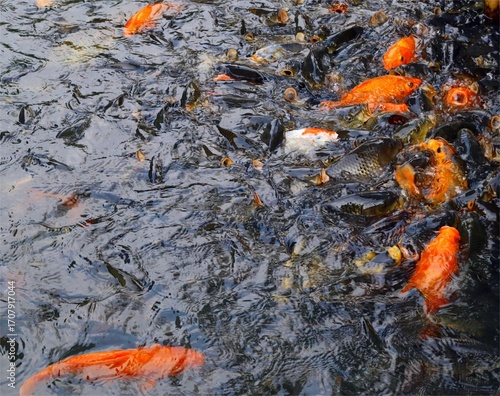 Close-up of koi fish and carp gathering at the surface of a pond, orange and black fish in water, concept of abundance, aquatic nature, and ornamental fish in natural habitat.