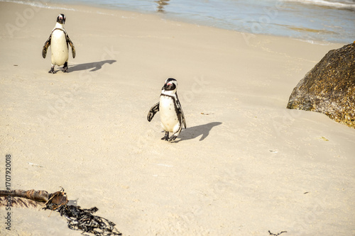 African cape or jackass penguin colony at boulders beach in Simon's town cape town