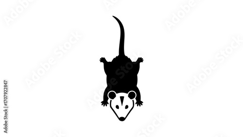 Opossum silhouette with transparent background