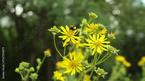 Yellow flowers silphium perfoliatum and a bumblebee collecting nectar in the garden on wind