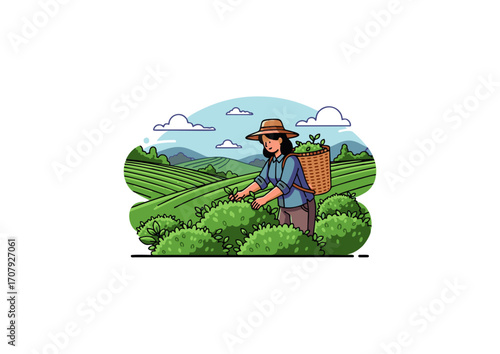woman picking tea leaves on plantation hill