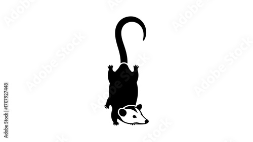 Possum hanging upside down with transparent background