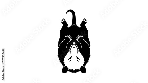 Possum hanging upside down with transparent background