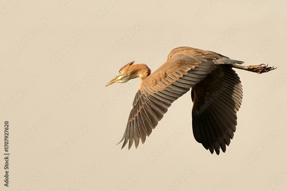 Obraz premium Birds of SL