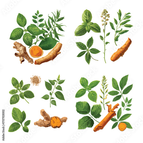Various kinds of plant indoor and outdoor isolated white background 