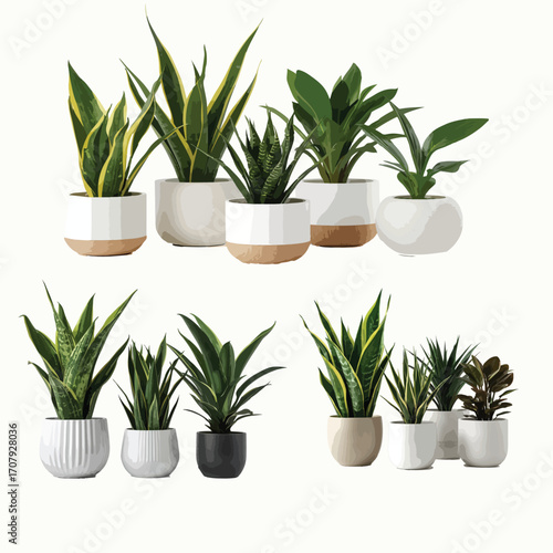 Various kinds of plant indoor and outdoor isolated white background 