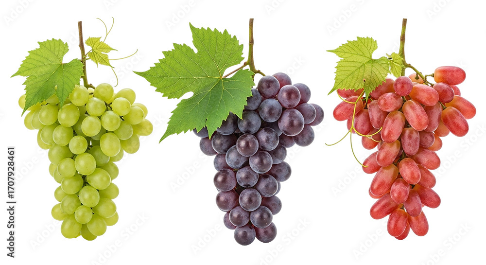 Obraz premium A vibrant trio of grapes showcasing nature s sweet palette green purple and red varieties on transparent background