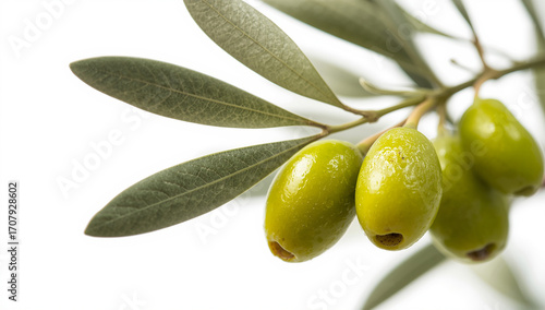 Wallpaper Mural Fresh Green Olives on Branch with Leaves Isolated on White Background Torontodigital.ca