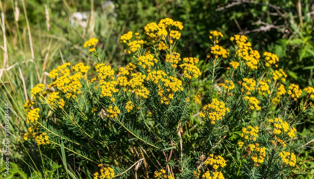 Obraz premium Wildflowers in a meadow