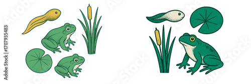 Detailed life cycle of a frog, illustrating tadpoles, young frogs, adult amphibians, green lily pads, and tall cattails in a natural pond environment